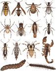 Bugs Decal