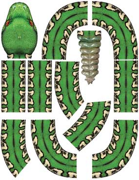 Green Snake Decal