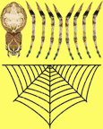 Spider Decal
