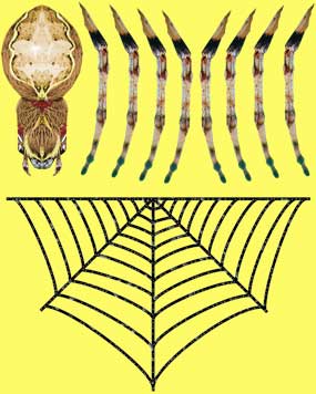 Spider Decal